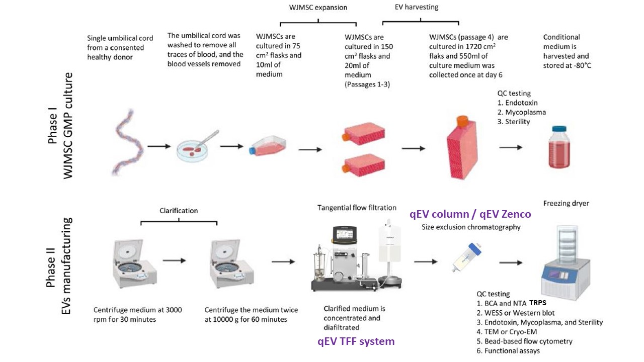 [重要流程/文獻] 人類臨床試驗Large scale大體積生產EV的規模化標準流程